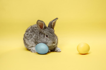 Easter bunny rabbit with painted eggs on yellow background. Easter, animal, spring, celebration and holiday concept.