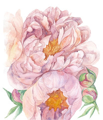 Peony flowers. Watercolor illustration.