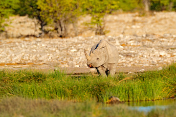 Black rhinoceros or hook-lipped rhinoceros, Diceros bicornis, in the nature habitat, Africa, face portrait of big animal.  Rhino near the water hole with green vegetation, Etocha NP, Namibia, Africa.