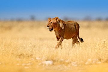 Safari in Africa. Big angry female lion in Etosha NP, Namibia. African lion walking in the grass, with beautiful evening light. Wildlife scene from nature. Animal in the habitat.