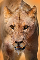 Lion face detail portrait. Panthera leo bleyenberghi. in Etocha NP, Namibia, Africa. Animal behavior in the nature habitat. Cats, open muzzle. Angry female.