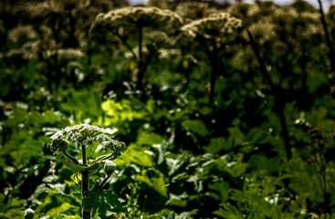 Obraz premium small plant cow parsnip in the field on the background of large plants. Sosnowski's hogweed