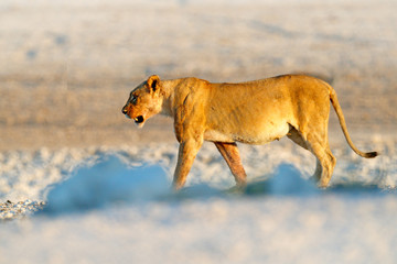 Obraz premium Big angry female lion in Etosha NP, Namibia. African lion walking in the grass, with beautiful evening light. Wildlife scene from nature. Animal in the habitat. Safari in Africa.