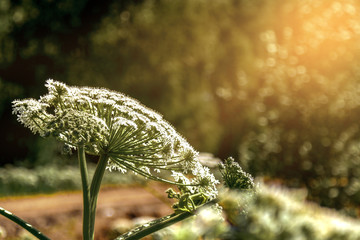 Flowers on Hogweed Sosnowski project in the field, dangerous plant Heracleum sosnowsky, closeup, selective focus, sunlight