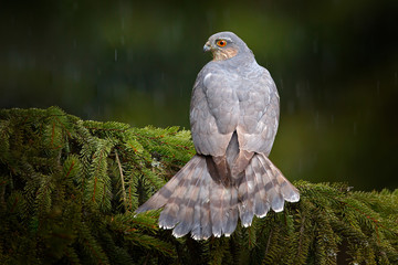 Bird of prey Eurasian sparrowhawk, Accipiter nisus, sitting on spruce tree during heavy rain in the forest. Bird in the green habitat. Sparrowhawk in the rainy wood in the nature.