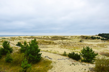 deserted sandy landscape with greenery trees and woods  weather sky
