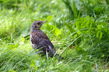 Young thrush on green grass