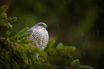 Bird of prey Eurasian sparrowhawk, Accipiter nisus, sitting on spruce tree during heavy rain in the...