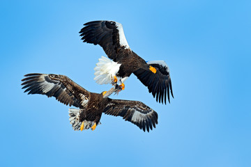 Wildlife action behavior scene from nature. Beautiful Steller's sea eagles, Haliaeetus pelagicus, flying birds of prey in winter, Hokkaido, Japan. Bird with fish catch. Eagles fight on the blue sky.
