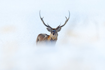 Wildlife scene from snowy nature. Hokkaido sika deer, Cervus nippon yesoensis, in the coast with dark blue sea, winter mountains in the background, animal with antlers in the nature habitat, Japan.