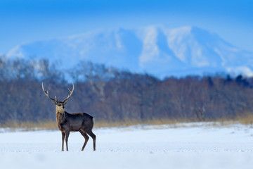 Hokkaido sika deer, Cervus nippon yesoensis, on the snowy meadow, winter mountains and forest in the background, animal with antlers in the nature habitat, winter scene from Hokkaido, Japan. - obrazy, fototapety, plakaty