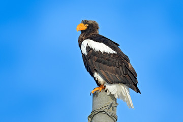 Steller's sea eagle, Haliaeetus pelagicus, bird with white snow, Hokkaido, Japan. Wildlife action behavior scene from nature. Eagle sitting on the ice lake.