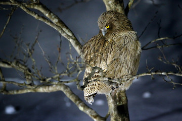 Blakiston's fish owl, Bubo blakistoni, largest living species of fish eagle owl. Bird hunting in...