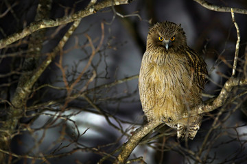 Blakiston's fish owl, Bubo blakistoni, largest living species of fish eagle owl. Bird hunting in...