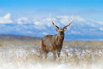 Sika deer, Cervus nippon yesoensis, on the snowy meadow, winter mountains and forest in the background, animal with antlers in the nature habitat, winter scene from Hokkaido, Japan. Wildlife nature.