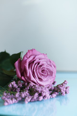 pink rose on blue background