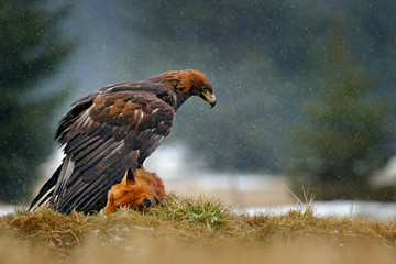 Golden Eagle feeding on kill Red Fox in the forest during rain and snowfall. Bird behaviour in the nature. Behaviour scene with brown bird of prey, eagle with catch, Poland, Europe.
