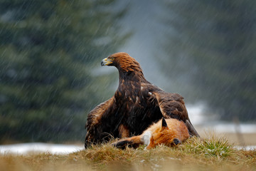 Golden Eagle feeding on kill Red Fox in the forest during rain and snowfall. Bird behaviour in the nature. Behaviour scene with brown bird of prey, eagle with catch, Poland, Europe.