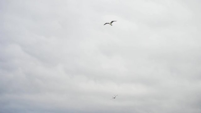 Flying gull birds in front of a blue grey sky with clouds. Stock. Beautiful seagulls soaring among heavy, grey clouds.