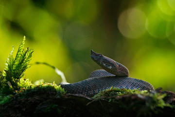 Porthidium nasutum, Rainforest Hognosed Pitviper, brown danger poison snake in the forest vegetation. Forest reptile in habitat, on the ground in leaves, Costa Rica. Widllife in Central America.
