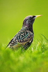 European Starling, Sturnus vulgaris, dark bird in beautiful plumage walking in green grass, animal in the nature habitat, spring, Germany