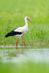 White stork, Ciconia ciconia, on the lake in spring. Stork in green grass. Wildlife scene from the nature. Beautiful bird in the water meadow.