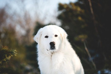 Gorgeous and free maremmano abruzzese sheepdog. Portrait of big white fluffy dog is on the snow in the forest in winter