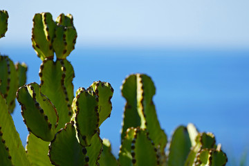 Cactus on an Island