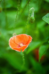Red poppy flower