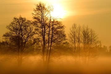Fototapeta na wymiar Bäume im Morgennebel