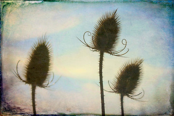 Distel