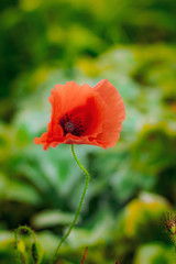 Obraz premium Red poppy closeup in summer