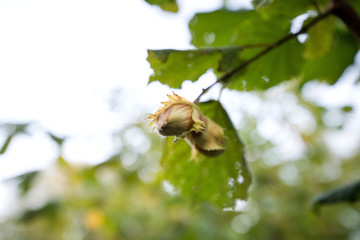 Fresh green clusters of hazelnuts growing and hanging from tree branches. Early autumn or fall background. 