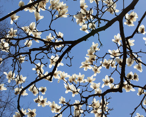 Magnolia branches and blooms against a blue sky