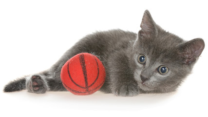 Cute gray shorthair kitten lay and plays with ball of yarn isolated