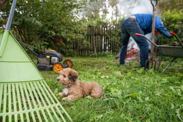 Man in work clothes is working in garden, cutting grass, burning old, branches after tree pruning...