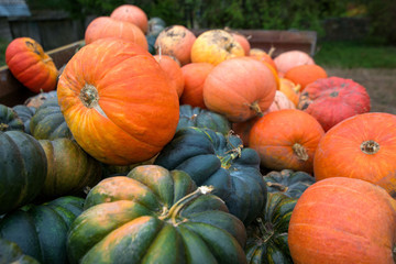 Trailer full of fresh pumpkins. Rich harvest in autumn or fall on farm in November. Beautiful, colorful autumn background. Preparing for Halloween. Delicious and healthy vegetables and fruits. 
