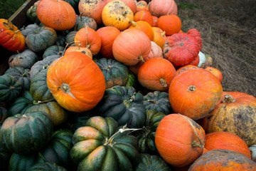 Trailer full of fresh pumpkins. Rich harvest in autumn or fall on farm in November. Beautiful, colorful autumn background. Preparing for Halloween. Delicious and healthy vegetables and fruits. 