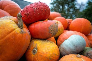 Trailer full of fresh pumpkins. Rich harvest in autumn or fall on farm in November. Beautiful, colorful autumn background. Preparing for Halloween. Delicious and healthy vegetables and fruits. 