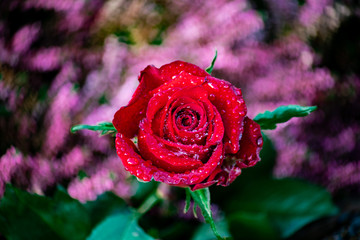 Nahaufnahme einer perfekten roten Rose mit Regentropfen und pinkfarenem Heidekraut im Hintergrund