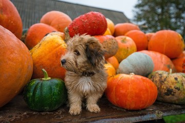 Pumpkin harvest in autumn or fall. Cute, wet puppy is sitting in trailer and guarding pumpkins during rain storm and bad weather. Beautiful, colorful autumn background