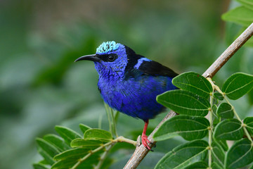 Red-legged Honeycreeper (Cyanerpes cyaneus) male