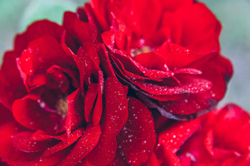 Beautiful red rose flowers with drops after rain in summer time. Background with flowering scarlet roses. Inspirational natural floral spring blooming garden or park. Ecology nature concept