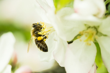 Abeille sur fleur de pommier