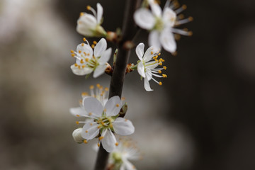 Cherry Tree Flowers Blossom close up. Beautiful springtime background