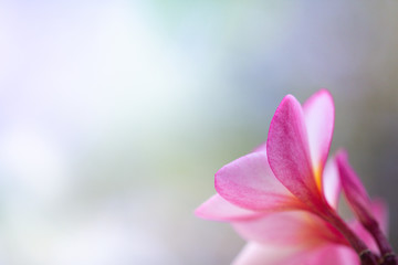 Beautiful back side view of pink flower on blurred background.  Nature and freshness wallpaper