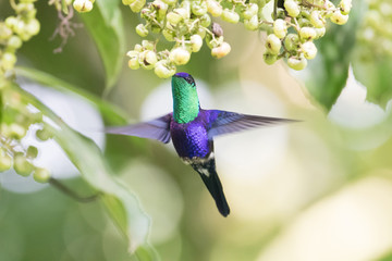 Violet-crowned Woodnymph (Thalurania colombica colombica)