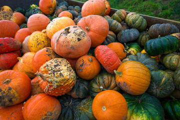 Trailer full of fresh pumpkins. Rich harvest in autumn or fall on farm in November. Beautiful, colorful autumn background. Preparing for Halloween. Delicious and healthy vegetables and fruits. 