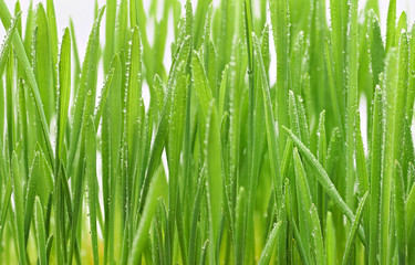 Fototapeta na wymiar green leaves green wall of green grass closeup background