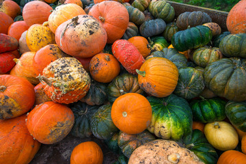 Trailer full of fresh pumpkins. Rich harvest in autumn or fall on farm in November. Beautiful, colorful autumn background. Preparing for Halloween. Delicious and healthy vegetables and fruits. 
